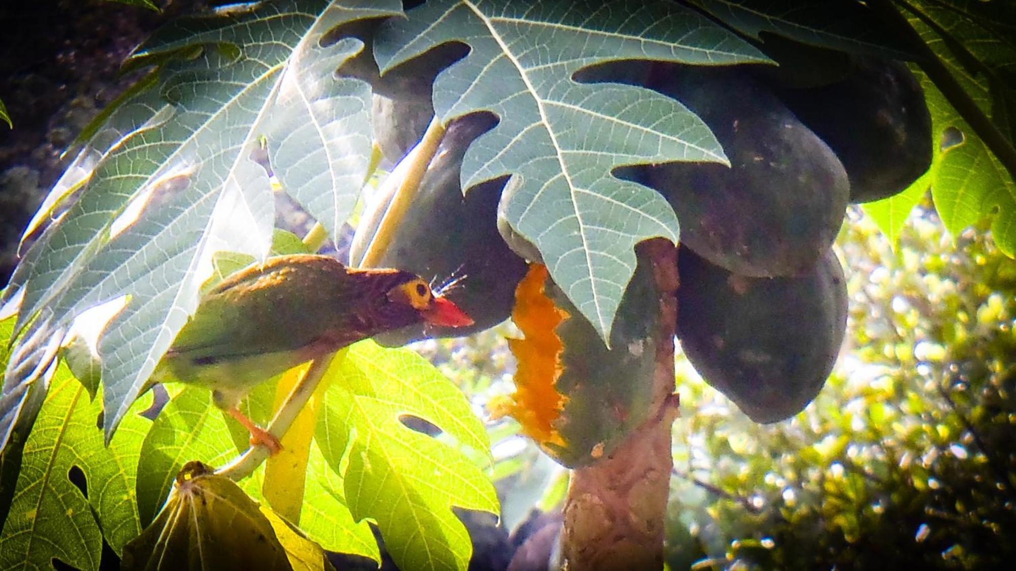 Singharaja Garden Agro Eco Lodge Pelawatta  Eksteriør billede